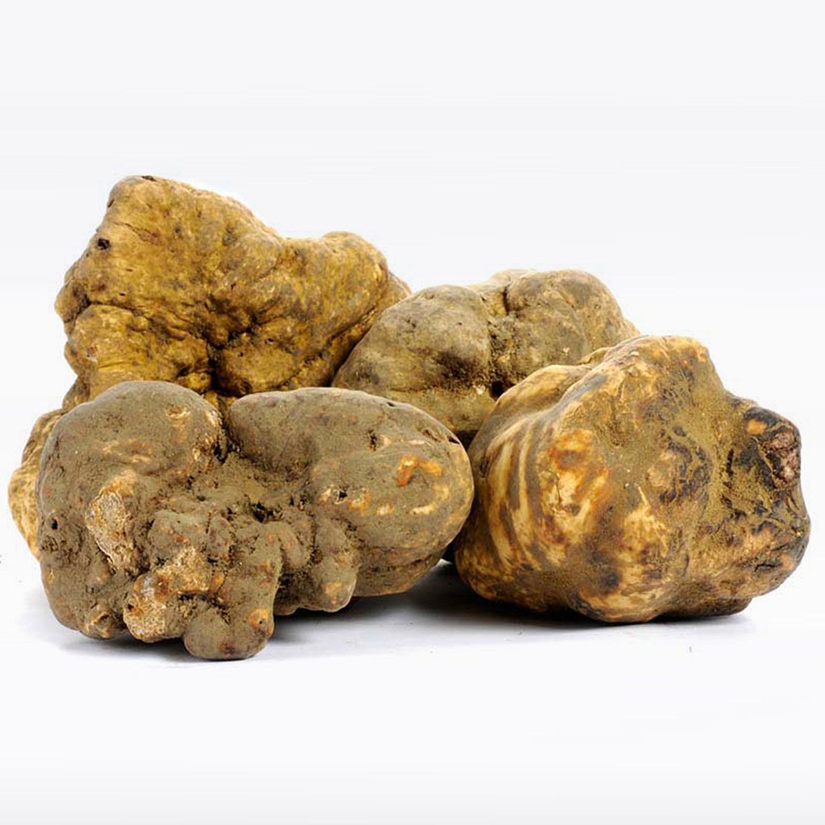 Tartufo bianco d’Alba